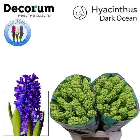 <h4>HYAC DARK OCEAN  2x25</h4>