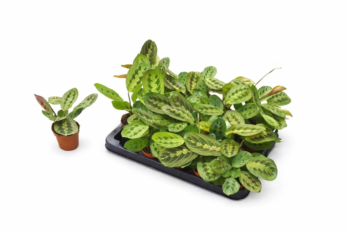 <h4>MARANTA KERCHOVEANA</h4>