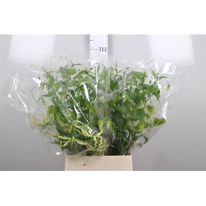 Gloriosa Sp Stripe Long