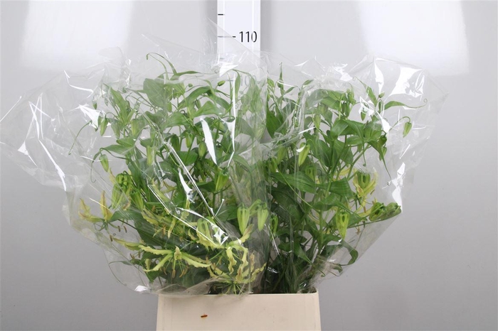 <h4>Gloriosa Sp Stripe Long</h4>