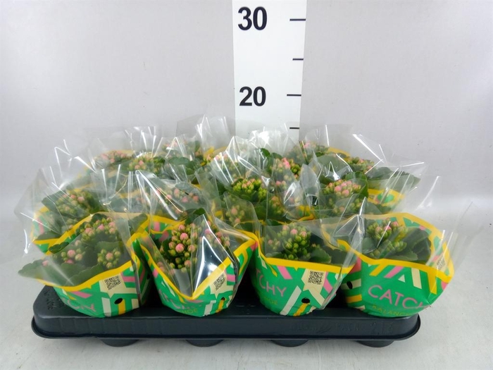 <h4>Kalanchoe blos. 'Calandiva Weaver'</h4>