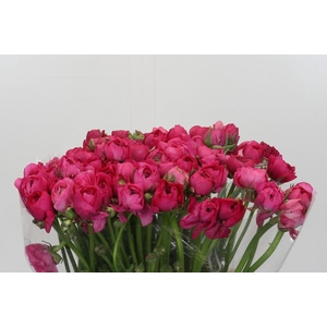 Ranunculus Elegance Hot Pink