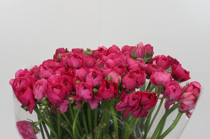 <h4>Ranunculus Elegance Hot Pink</h4>