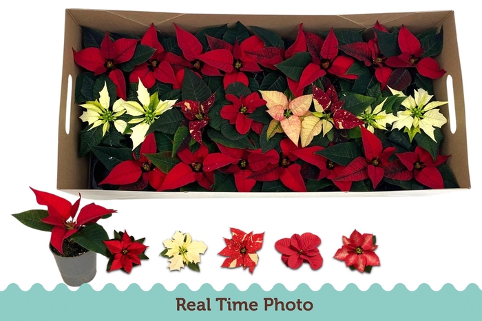 <h4>EUPHOR P GEM</h4>