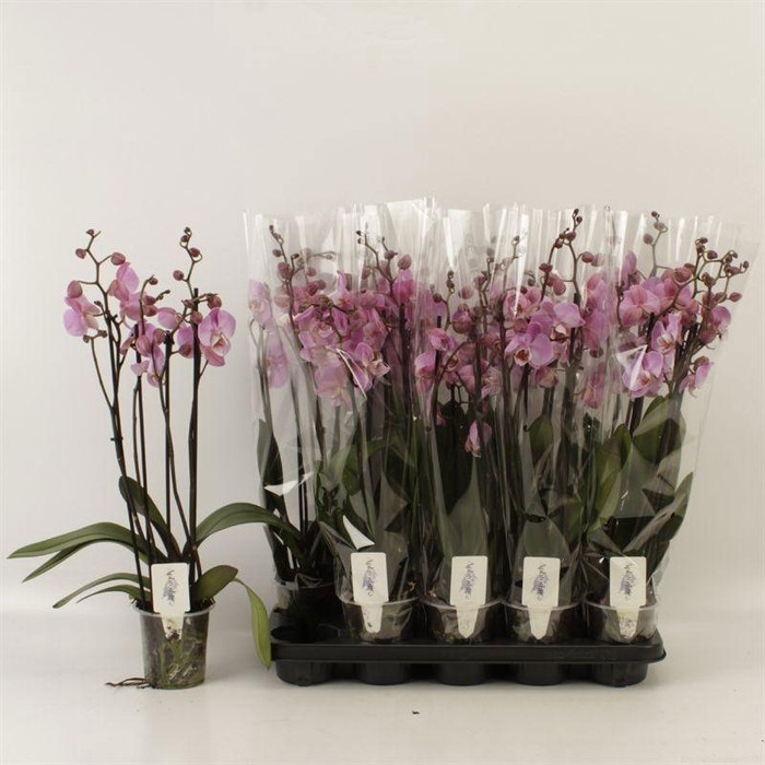 <h4>PHAL AN MILWAUKEE</h4>