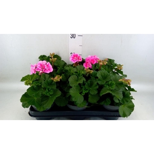 Pelargonium zona.   ...F1