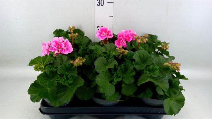 <h4>Pelargonium zona.   ...F1</h4>