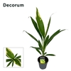 Cordyline New Conga 12 cm ( Decorum )