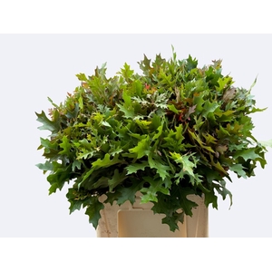 Quercus Palustris Nouws
