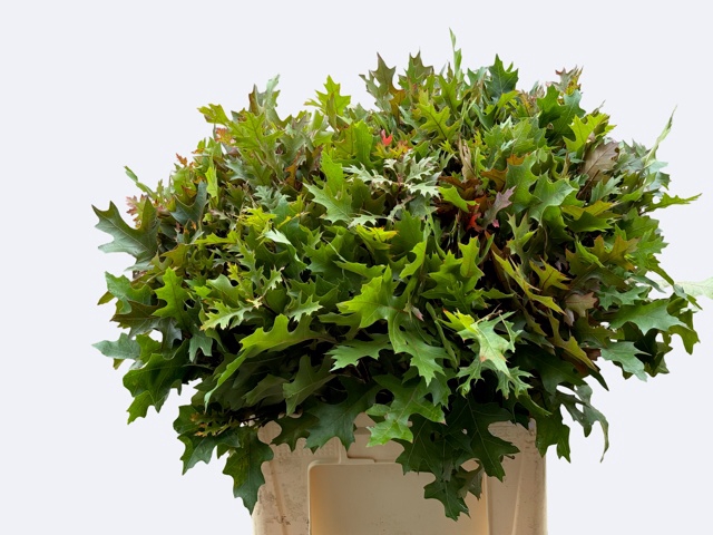 <h4>Quercus Palustris Nouws</h4>