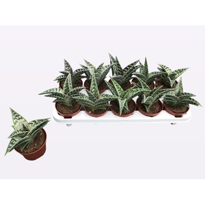 ALOE VARIEGATA