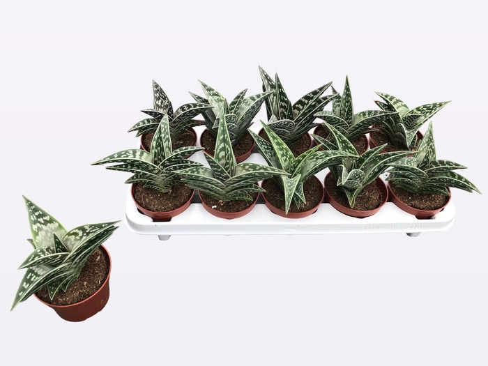<h4>ALOE VARIEGATA</h4>