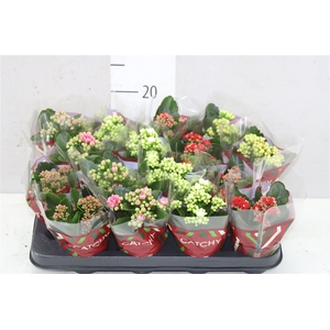 Kalanchoe Calandiva Mix