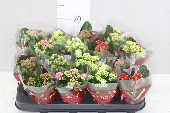 <h4>Kalanchoe Calandiva Mix</h4>