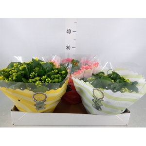 Kalanchoe blos.   ..rosebud mix  5