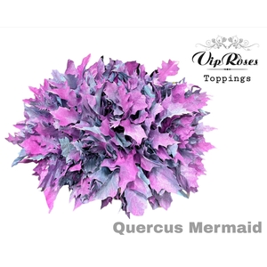 QUERCUS MERMAID