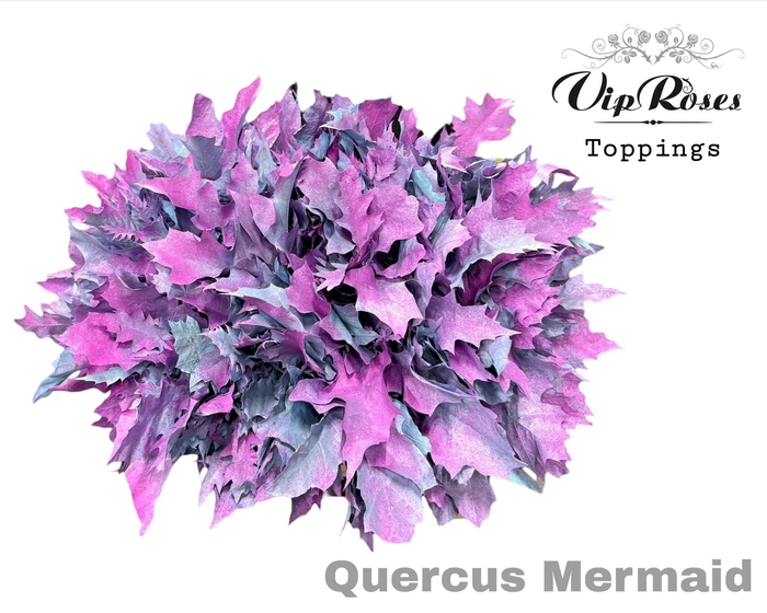 <h4>Quercus Mermaid</h4>