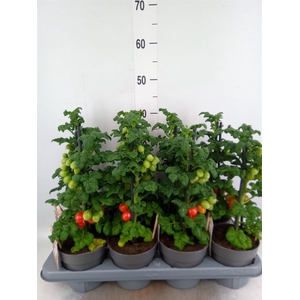 Solanum lycopersicum   ...