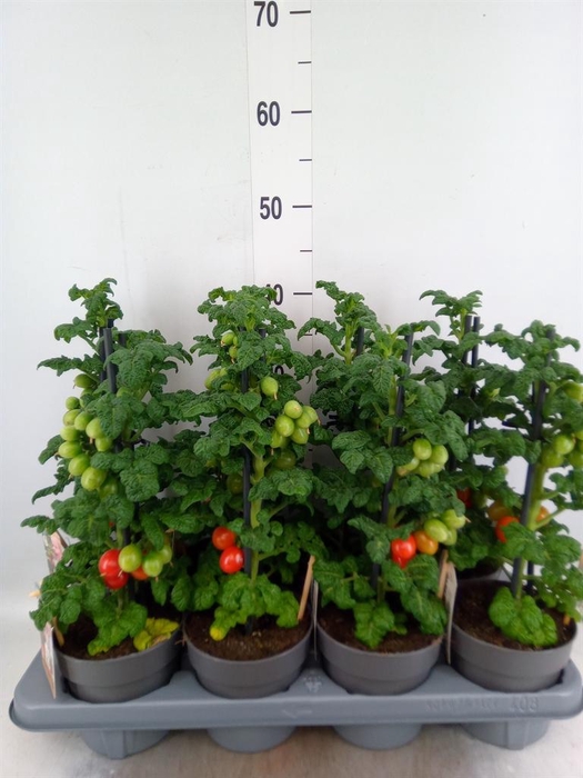 <h4>Solanum lycopersicum ...</h4>