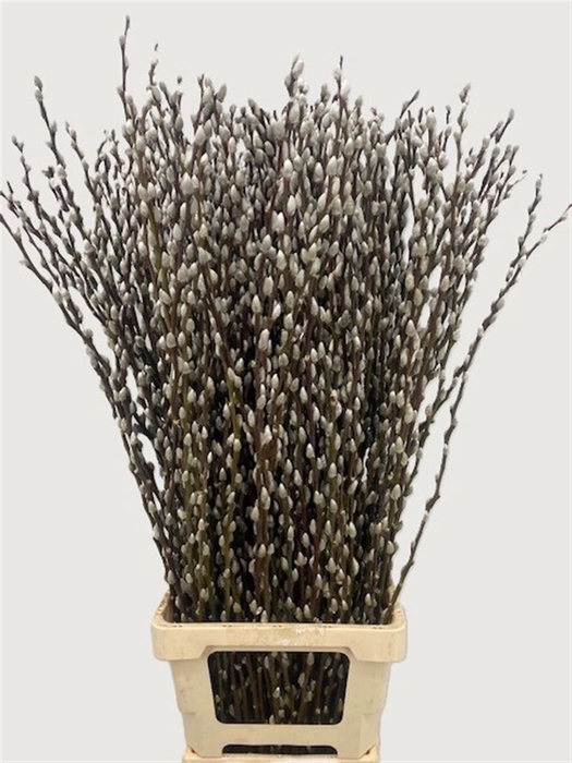 <h4>Salix Wilgenkatjes 100cm P Stem</h4>