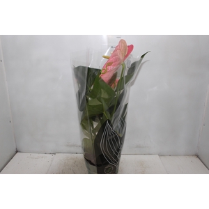 ANTHURIUM COLORADO P17 PREMIUM