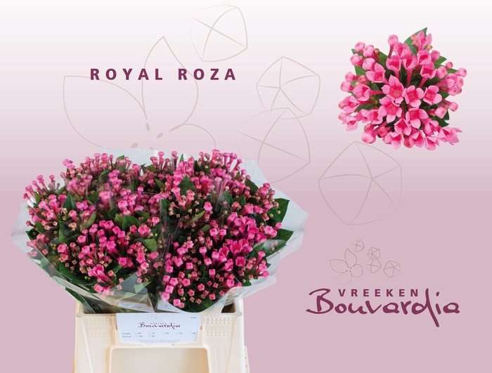 <h4>Bouvardia Royal Roza</h4>