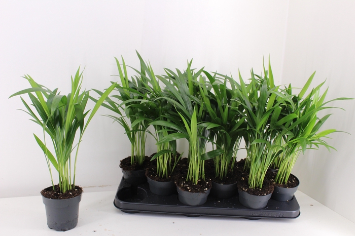 <h4>DYPSIS LUTESCENS</h4>