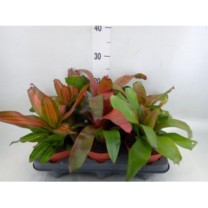 Neoregelia   ...mix
