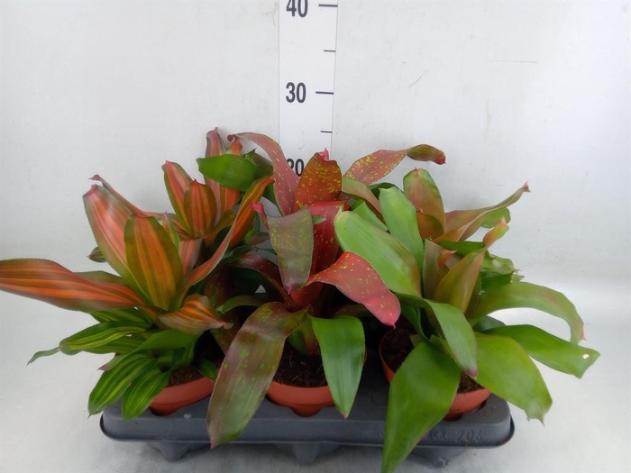 <h4>Neoregelia   ...mix</h4>