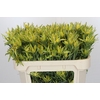 Leucadendron Pisa Spray