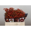 Rozenbottel Autumn Rosefruits