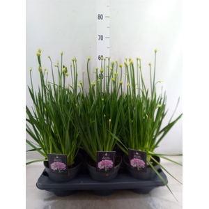 Allium  'Millenium'