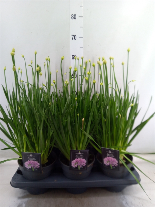 <h4>Allium  'Millenium'</h4>
