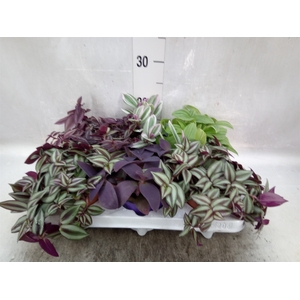 Tradescantia   ...mix