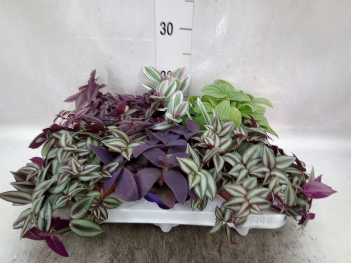 Tradescantia   ...mix