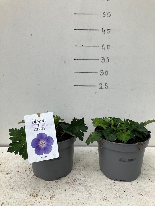 <h4>GERAN BLOOM ME AWAY</h4>