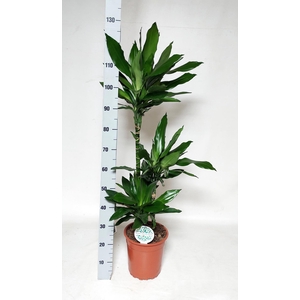 Dracaena frag. Janet Lind