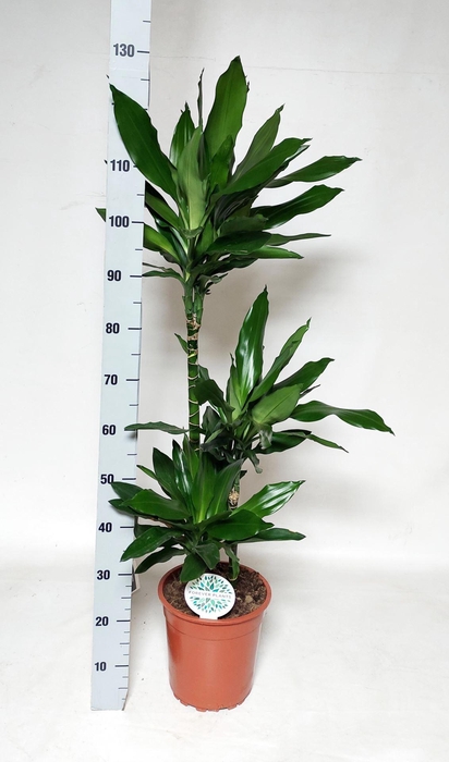 <h4>Dracaena frag. Janet Lind</h4>