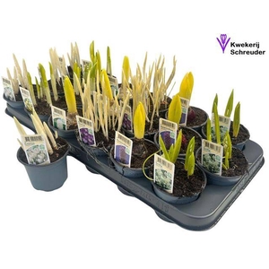 !! PROMO !! BULBS MIXED P9 RIPE