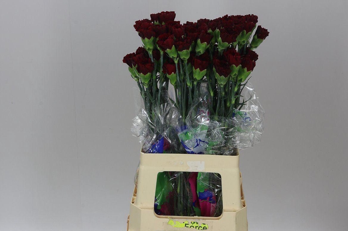 <h4>Di St Burgundy</h4>