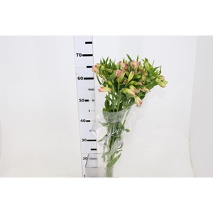 ALSTROEMERIA PAPILLON 080 CM ROSA