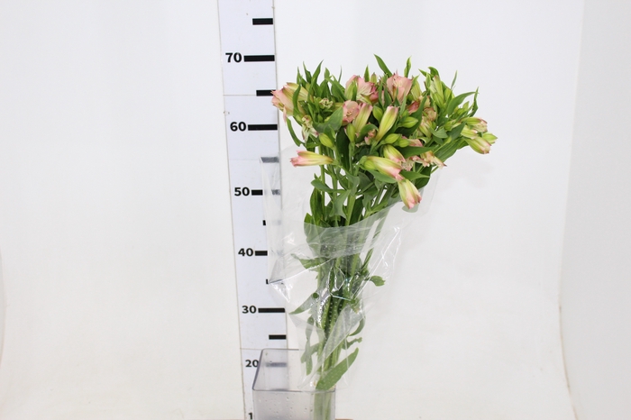 ALSTROEMERIA PAPILLON 080 CM ROSA