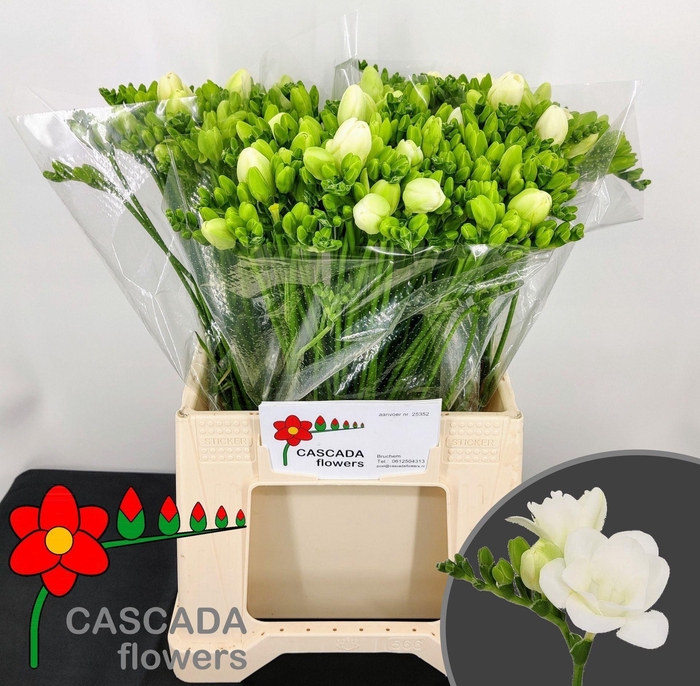 <h4>Freesia du Essence</h4>