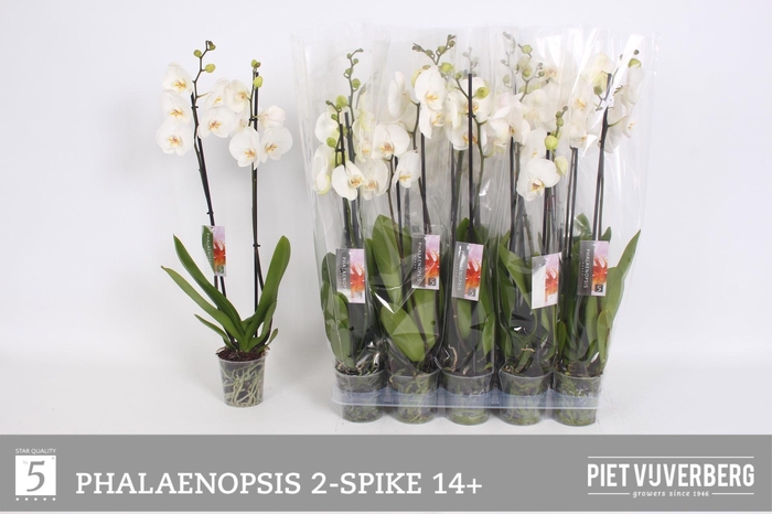 <h4>PHAL OV WIT</h4>