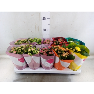 Kalanchoe blos. 'Perfecta'  ..mix 6