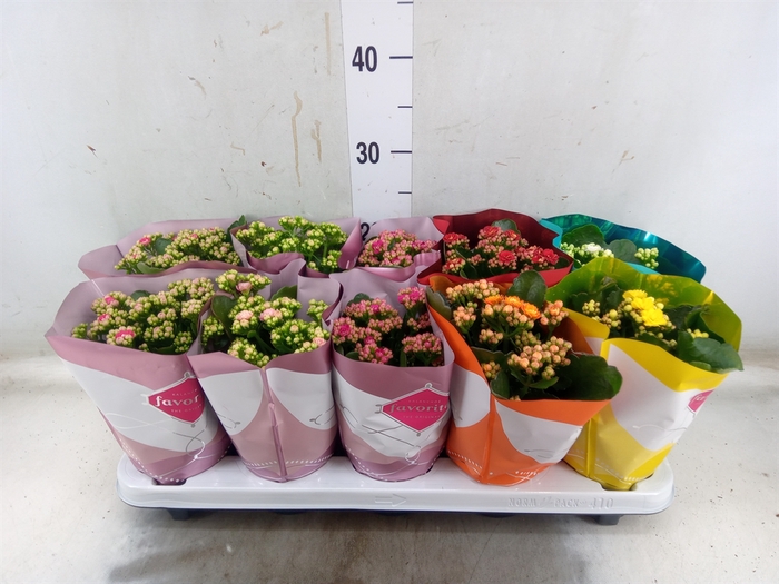 <h4>Kalanchoe blos. 'Perfecta'  ..mix 6</h4>
