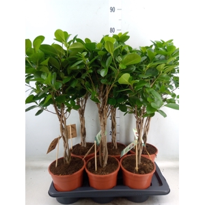 Ficus microcarpa 'Moclame'