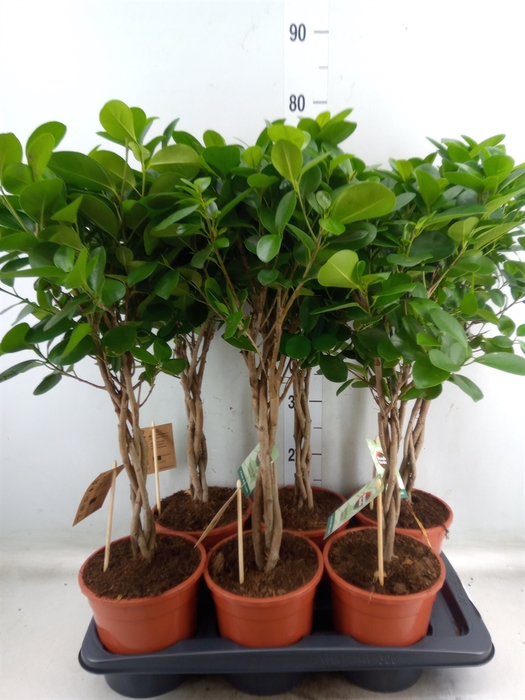<h4>Ficus microcarpa 'Moclame'</h4>