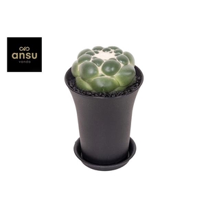 Cactus Corynphantha Elephantidens XXL