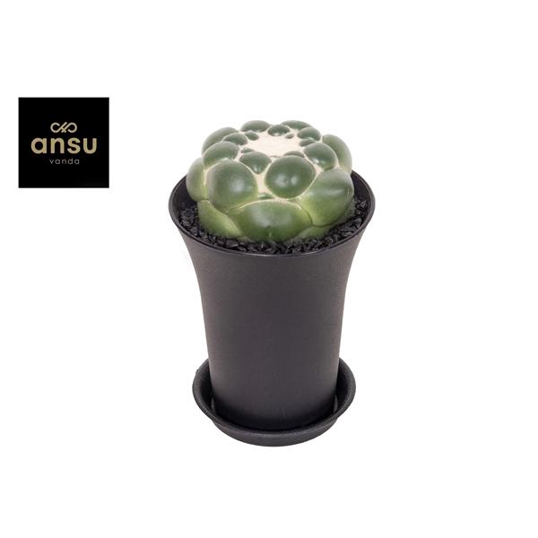 Cactus Corynphantha Elephantidens XXL